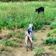 <h1 style="font-size: 12px">Speciale Ferme: Due cani da caccia in ferma, il primo un setter e il secondo un drahthaar in ferma.</h1>